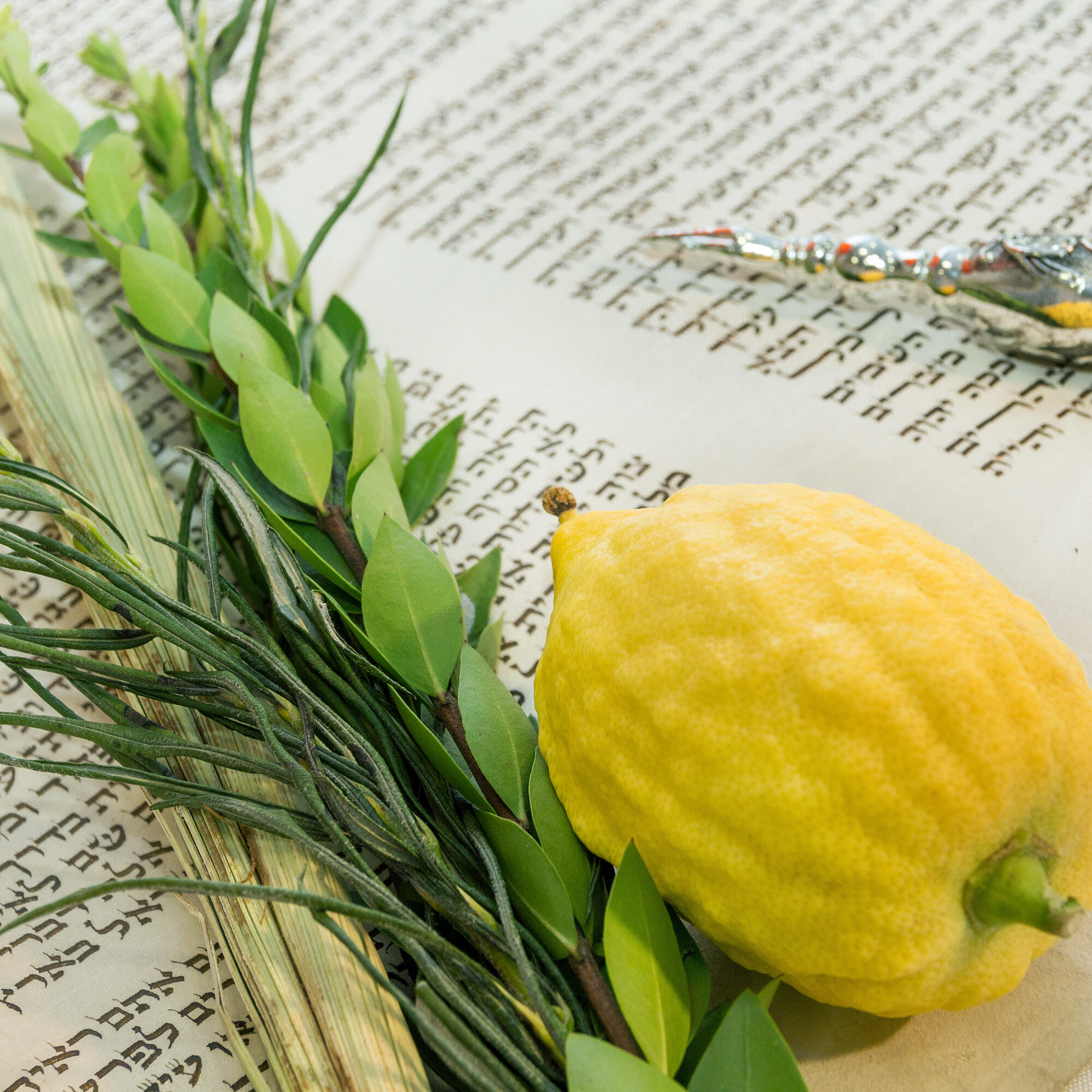 Torah parchment, the Hebrew, the Jewish holiday of Sukkot, the lulav, a special bouquet